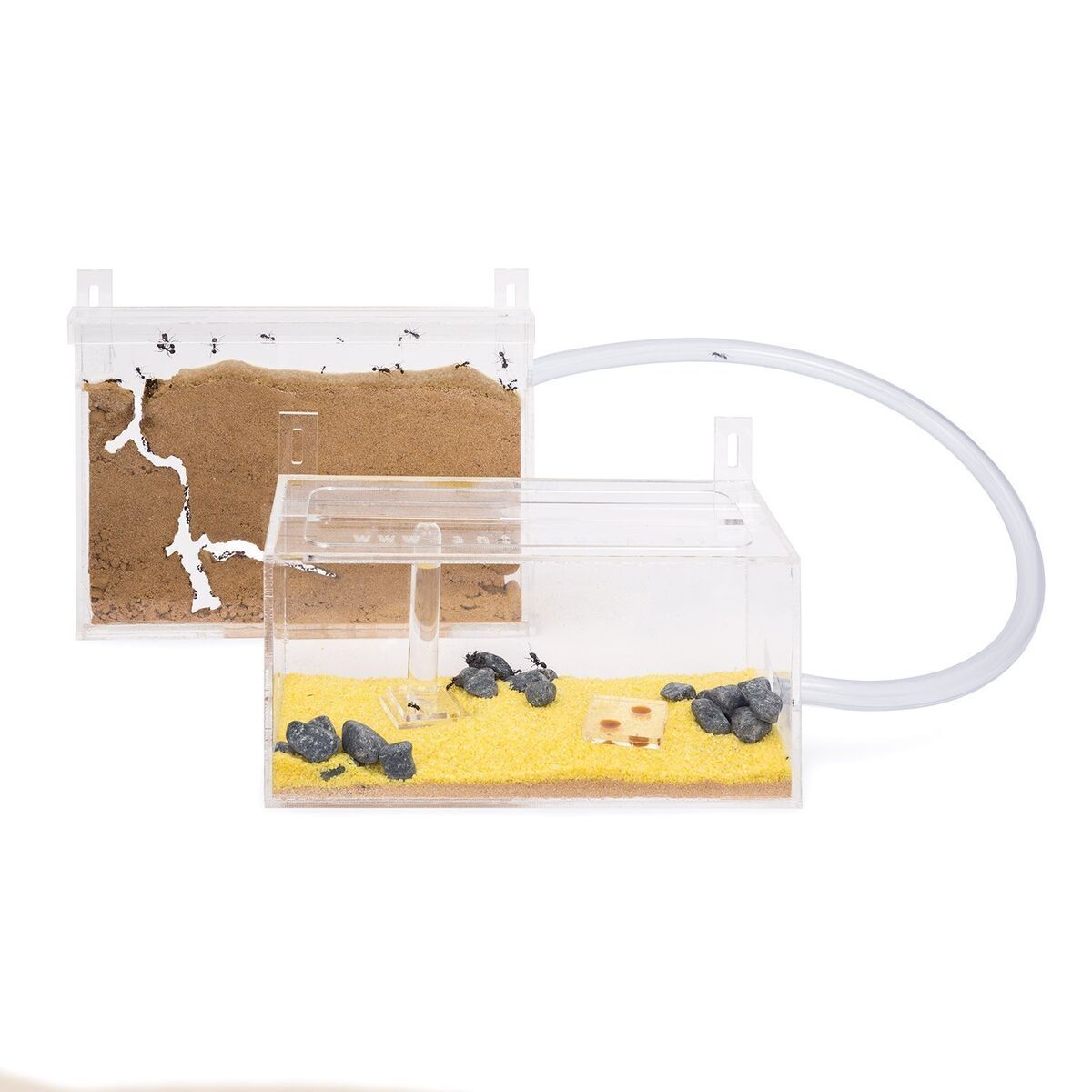 ant colony kit