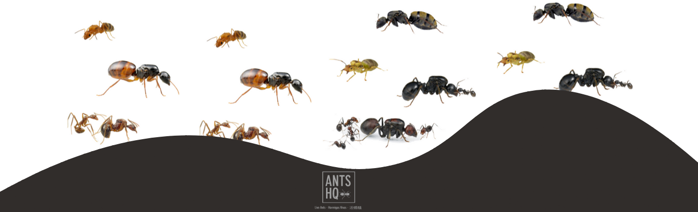 ants for ant farm uk