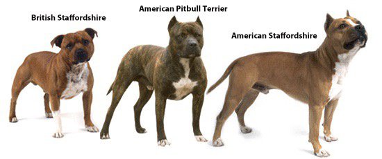 apbt vs staffordshire terrier