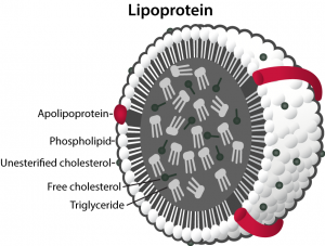 apoprotein