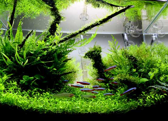 aquascape fish tank