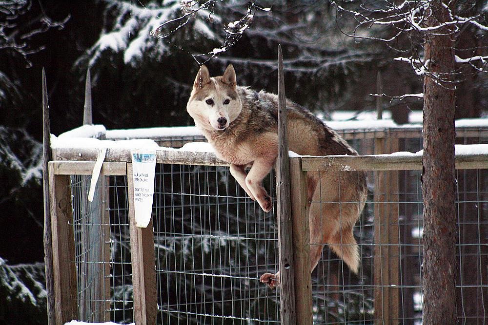 arctic circle husky park