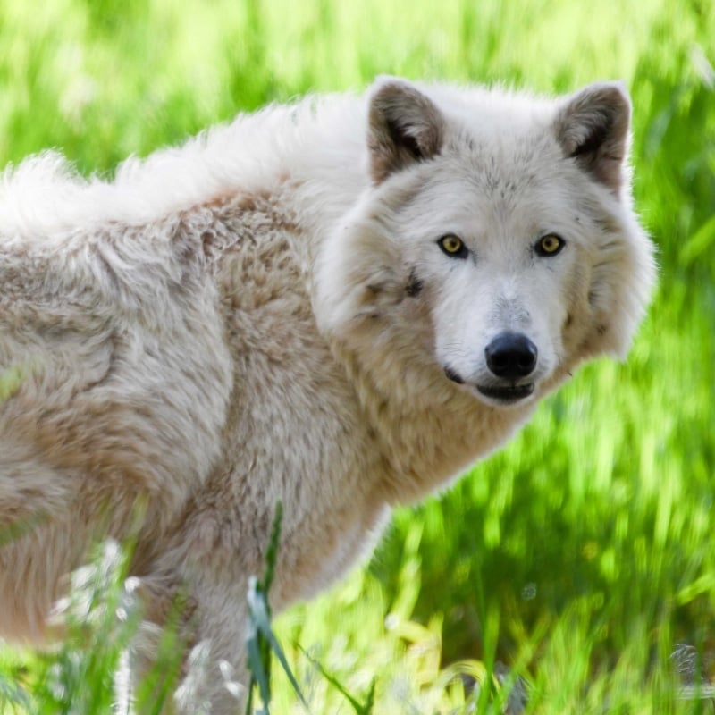 arctic wolf pictures