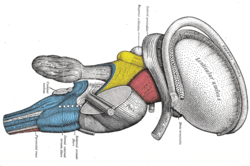 arcuate nucleus