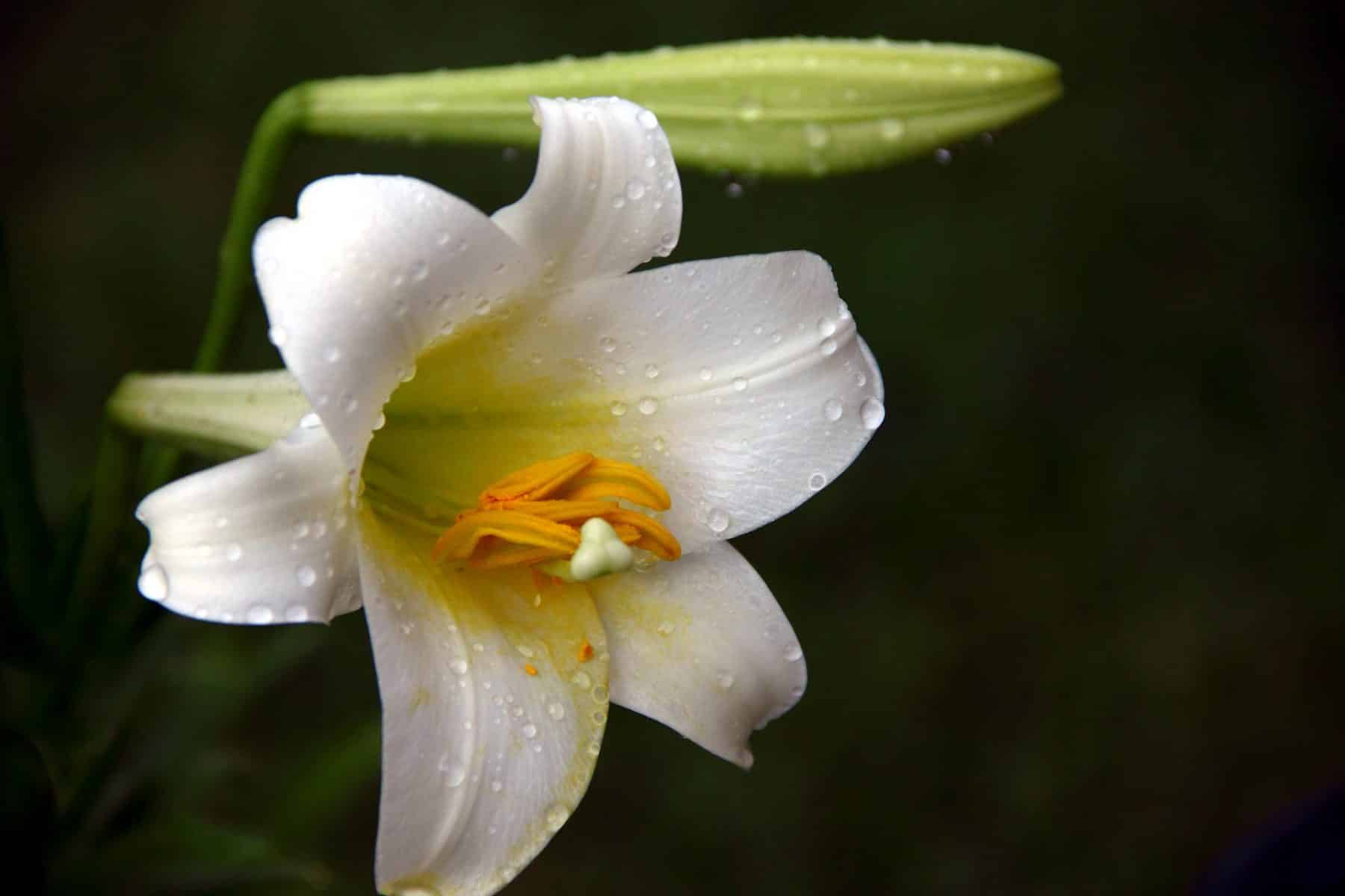 are white lilies poisonous to dogs