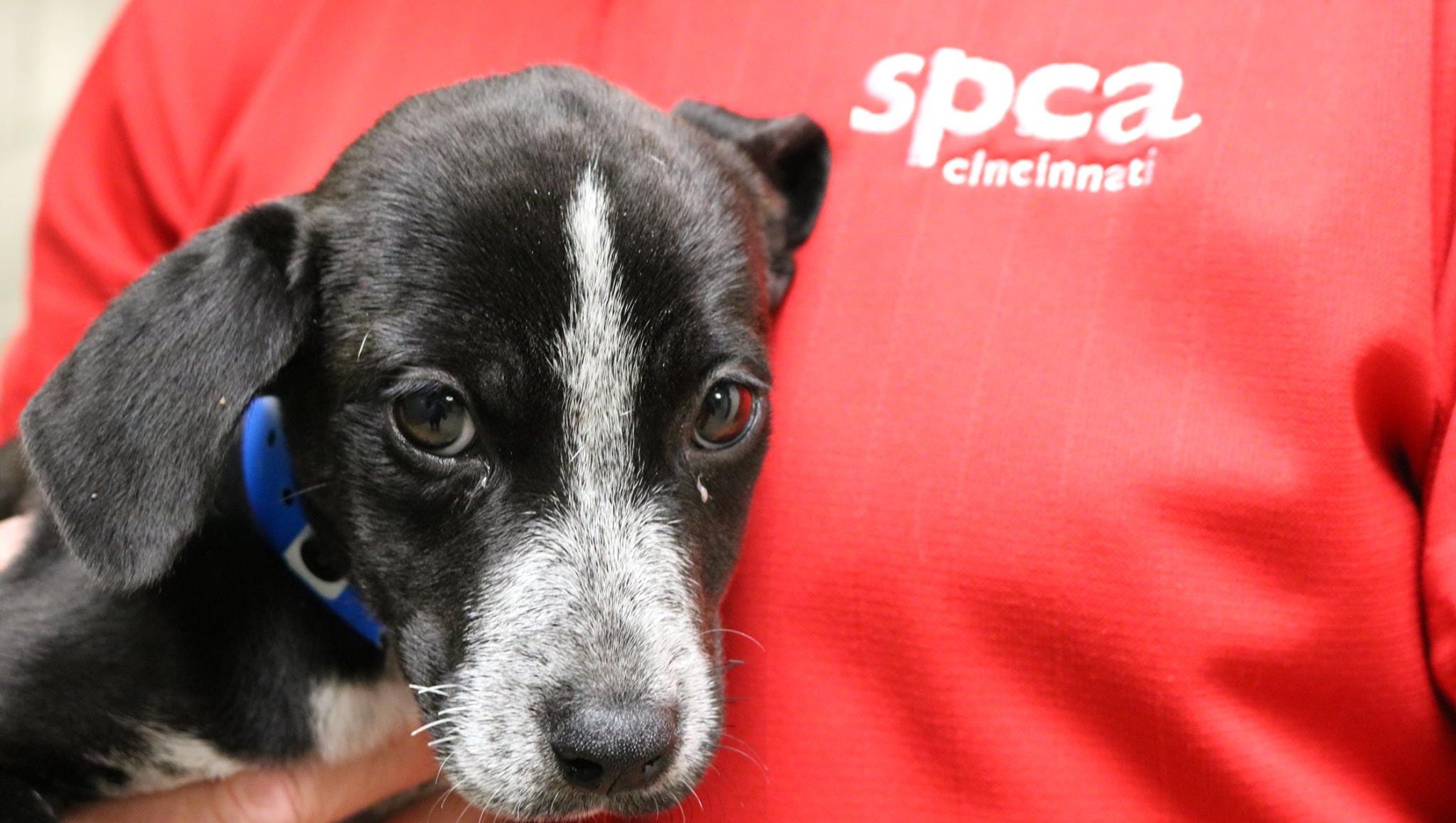 aspca cincinnati