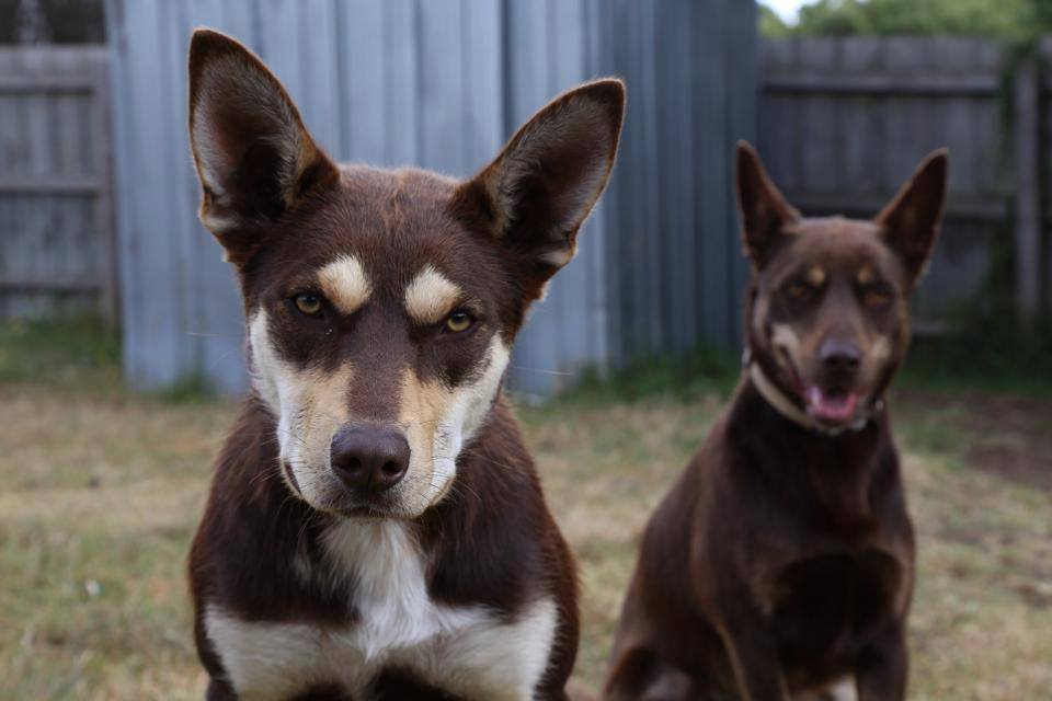 aus working dog rescue