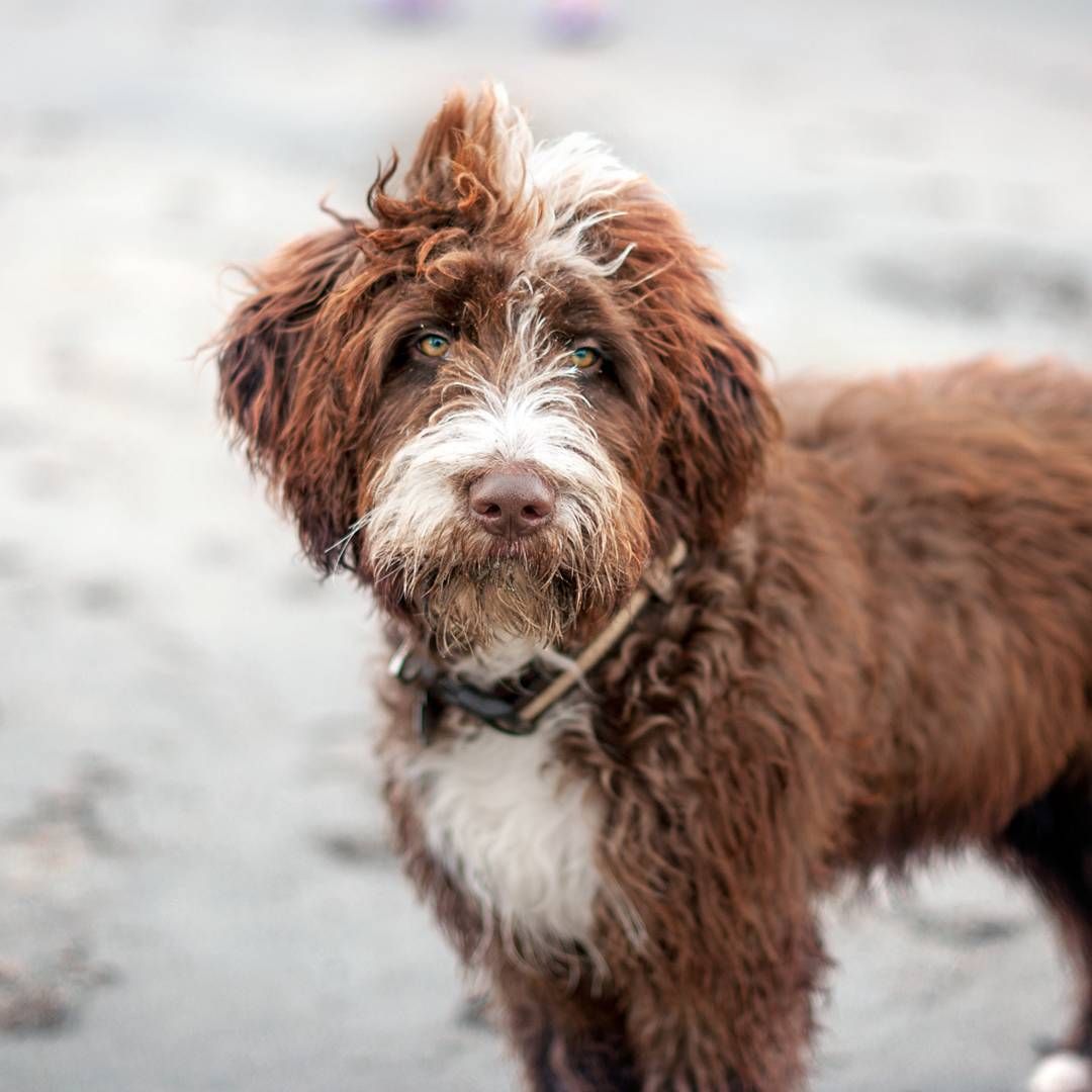 aussiedoodle braun