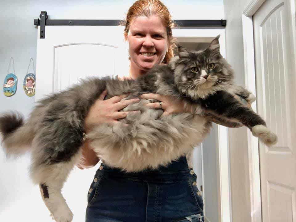 average lifespan maine coon