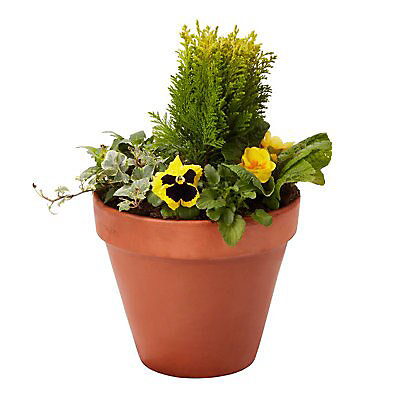 b and q garden plant pots