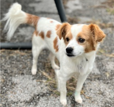 cavalier and chihuahua mix