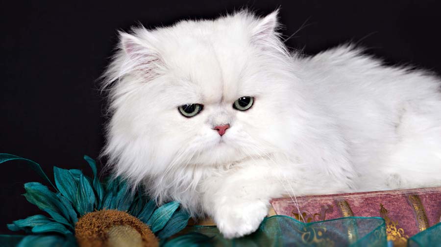 persian cat price