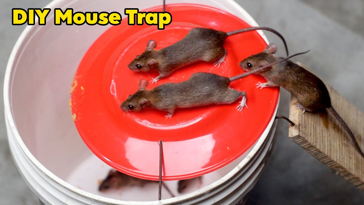 homemade rat trap