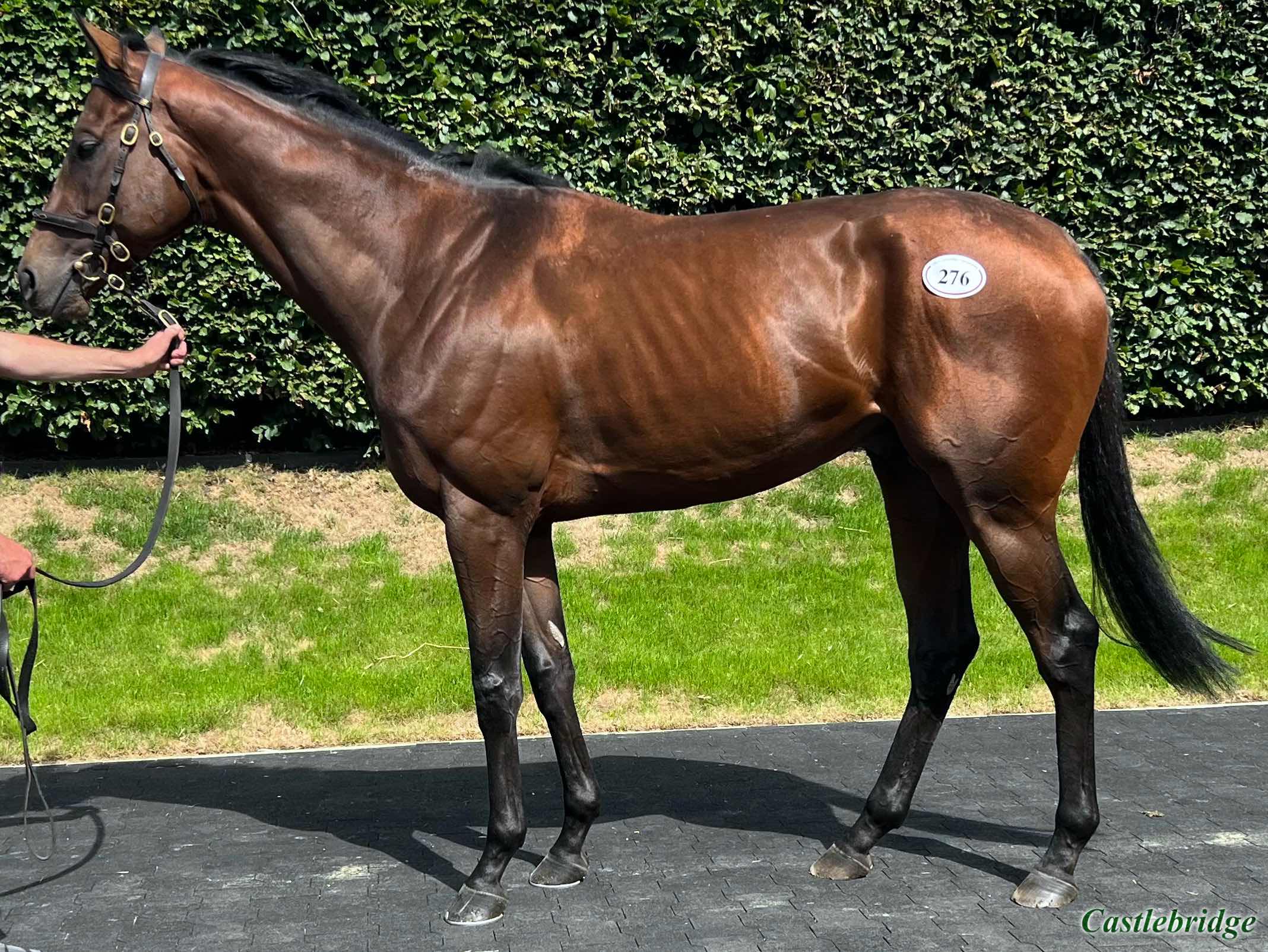 tattersalls july sale 2023