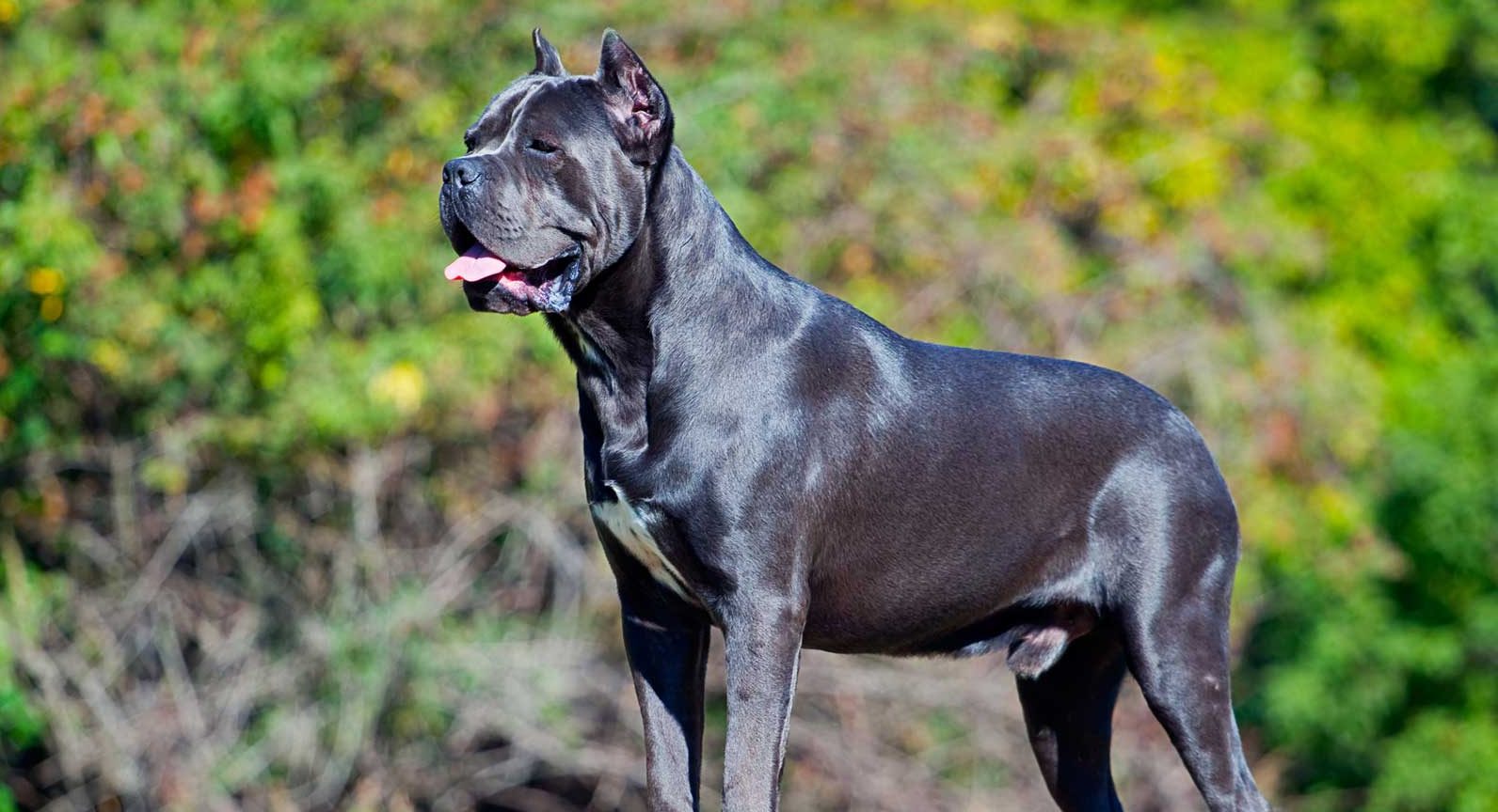 cane corso puppies for sale