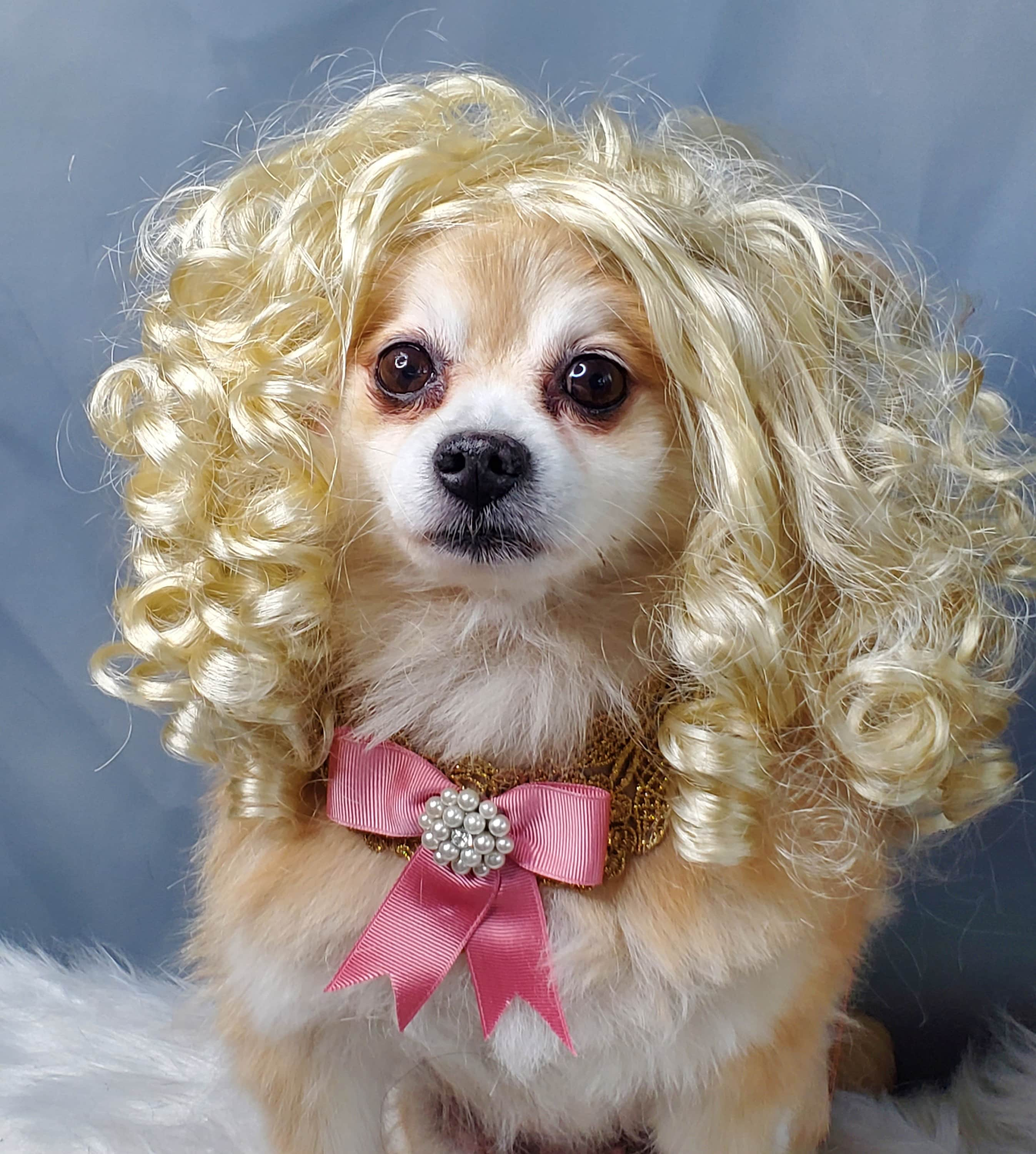 elegant pets wigs