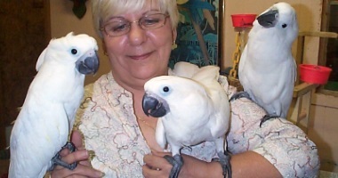 baby moluccan cockatoo for sale