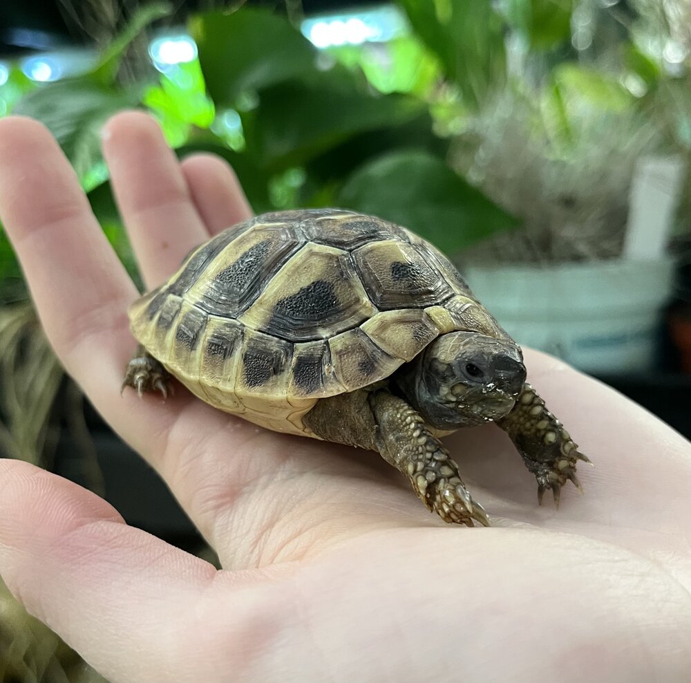 baby tortoise for sale