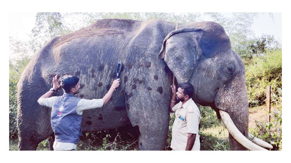 balarama elephant death date