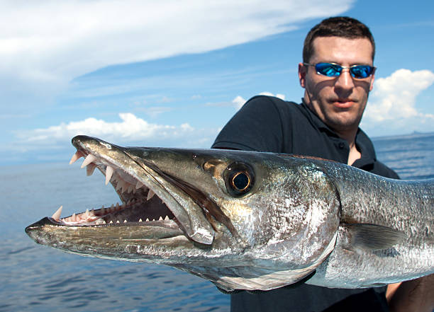 barracuda teeth pictures