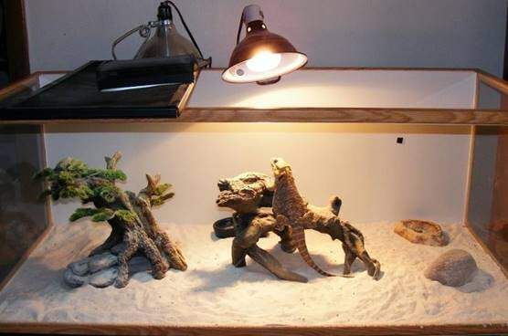 basking lamp for bearded dragon