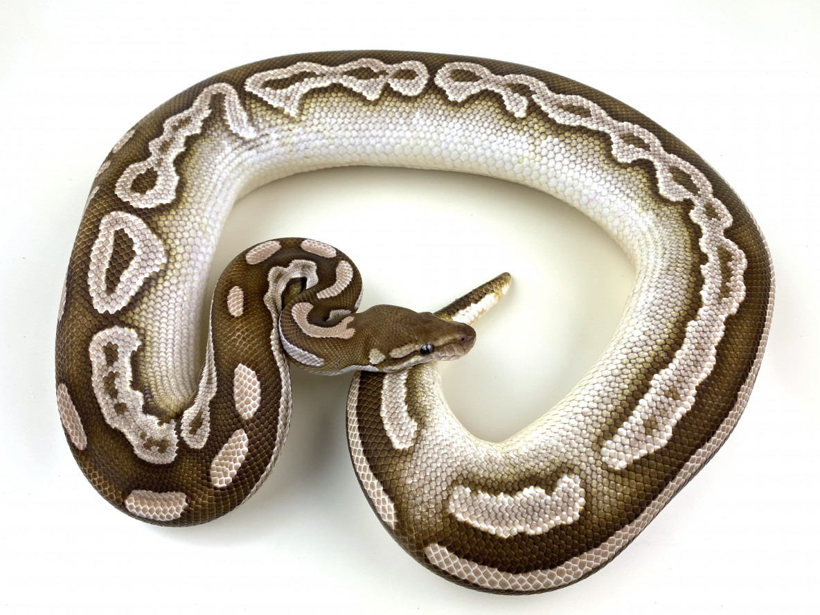 mojave pied ball python