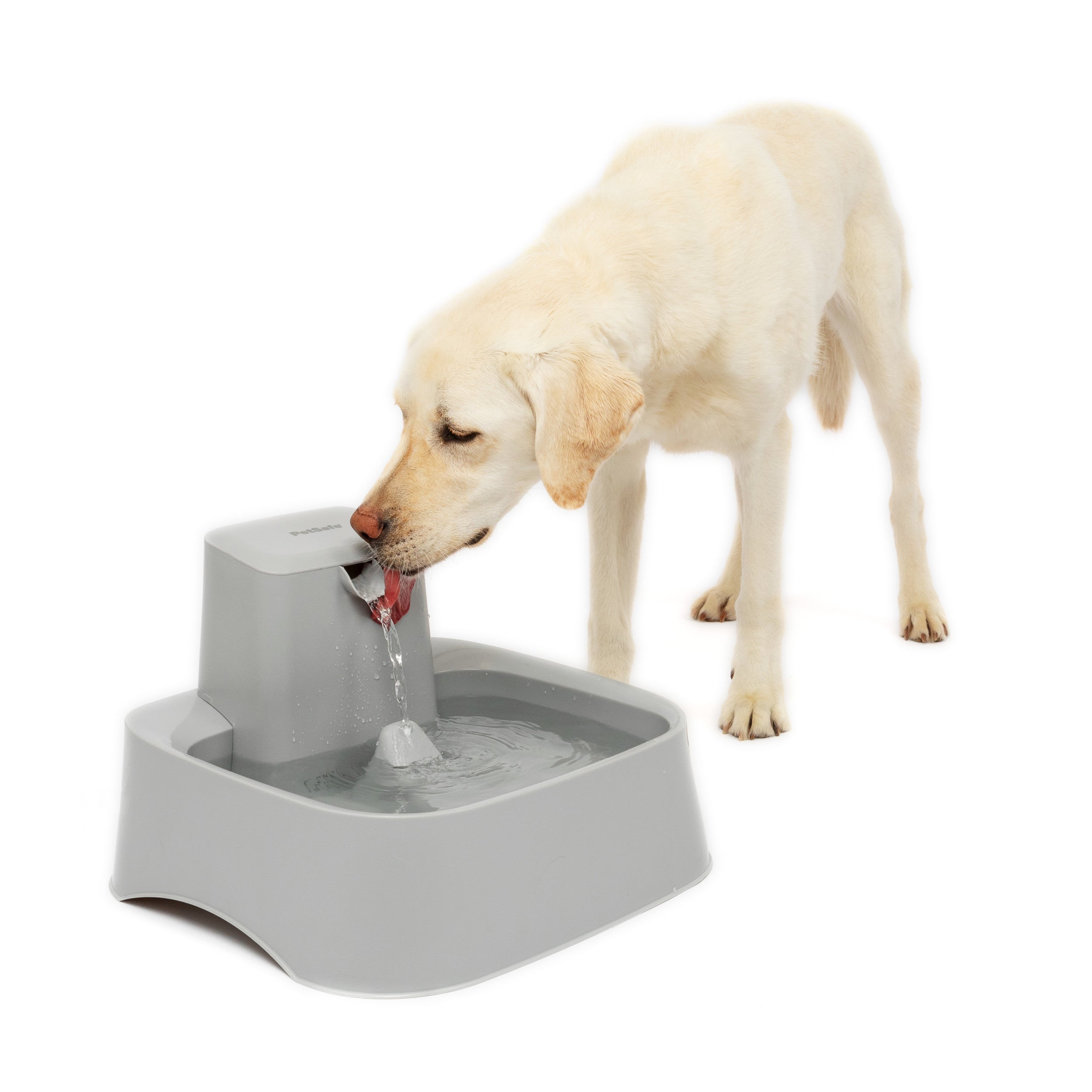 petsafe drinking fountain