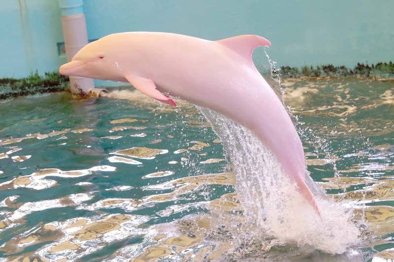pink dolphin animal