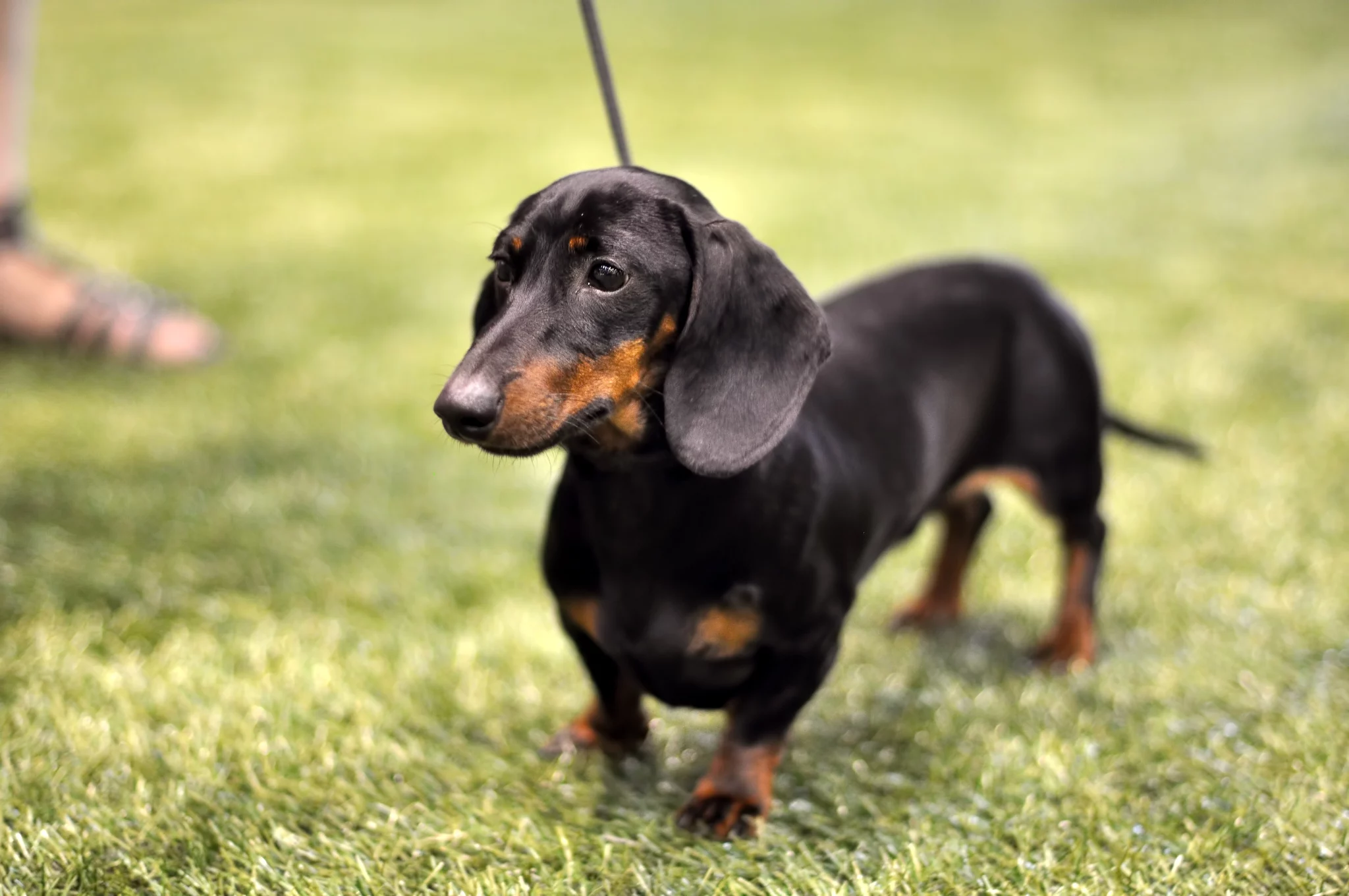 dachshund puppies for sale perth