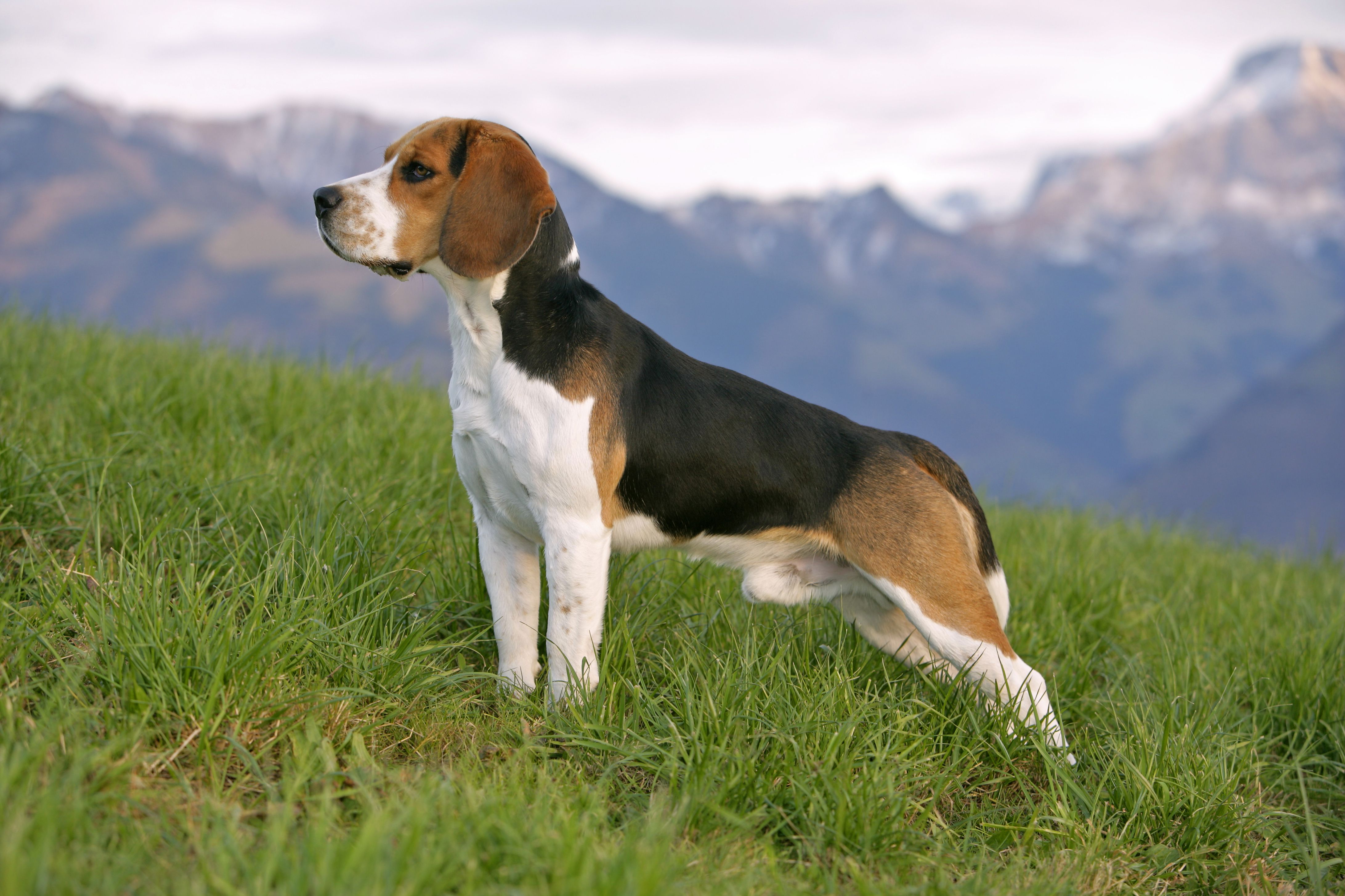 beagle dog characteristics