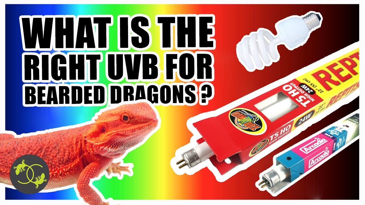 bearded dragon uvb light