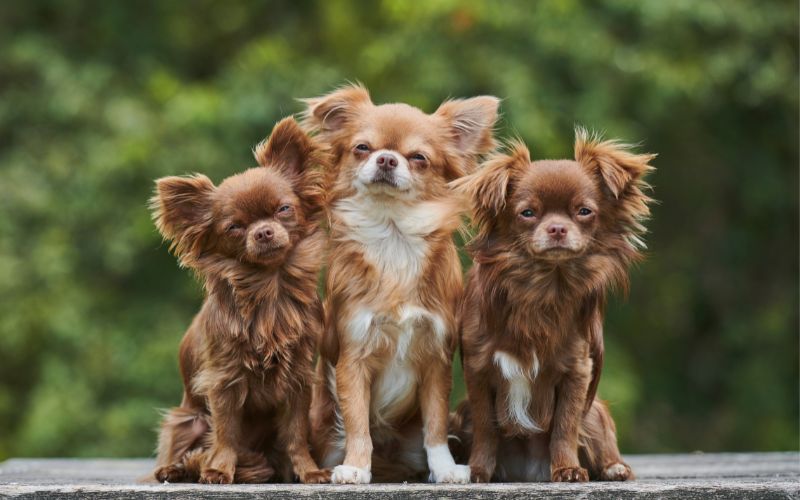 long haired chihuahua puppies for sale