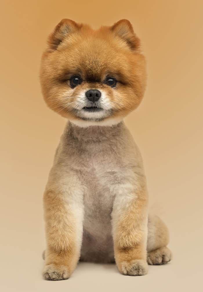 pomeranian cut