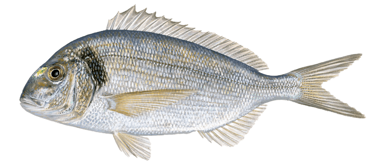 sea bream deutsch