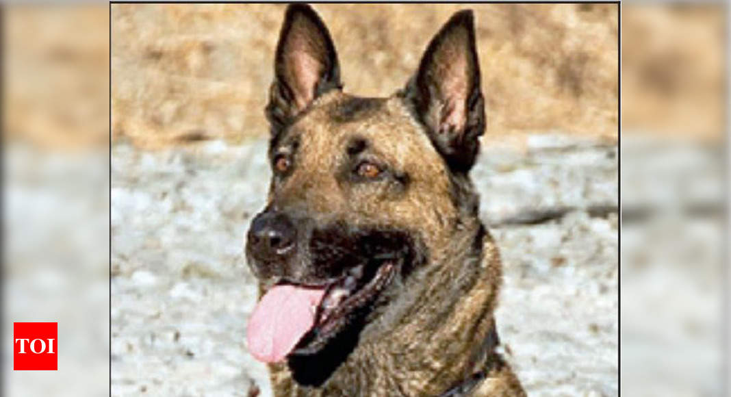 belgian malinois price in mumbai