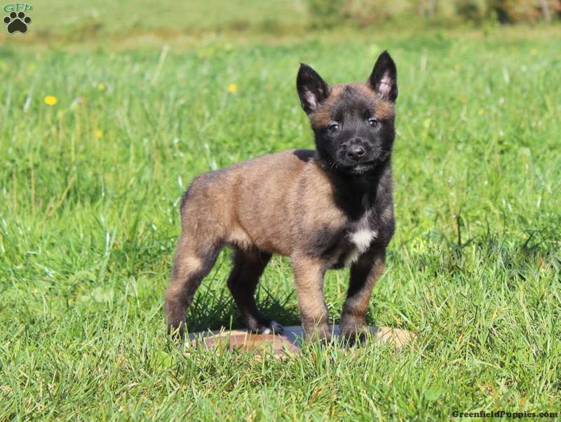 belgian malinois puppies for sale victoria