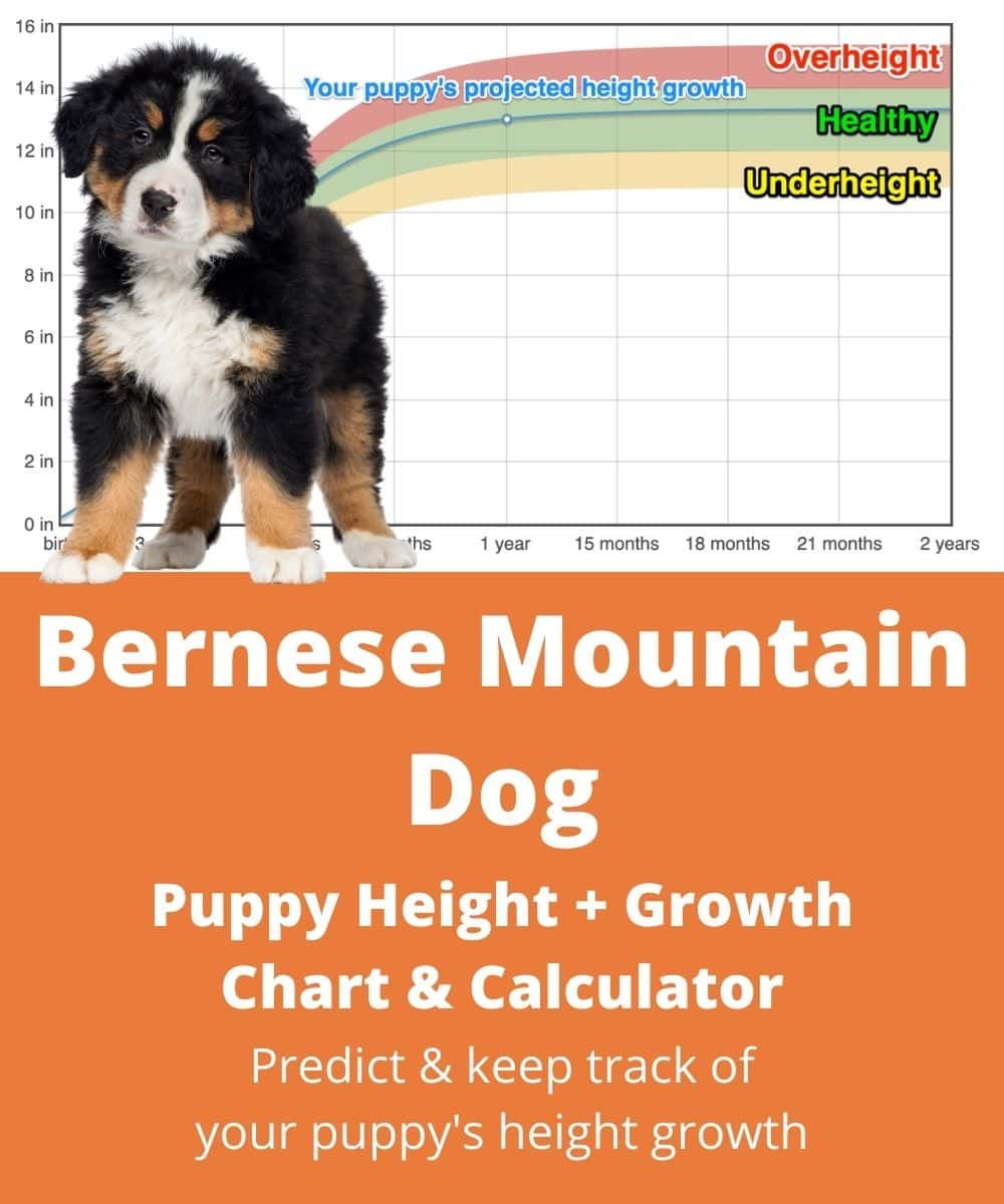 bernese mountain dog growth chart