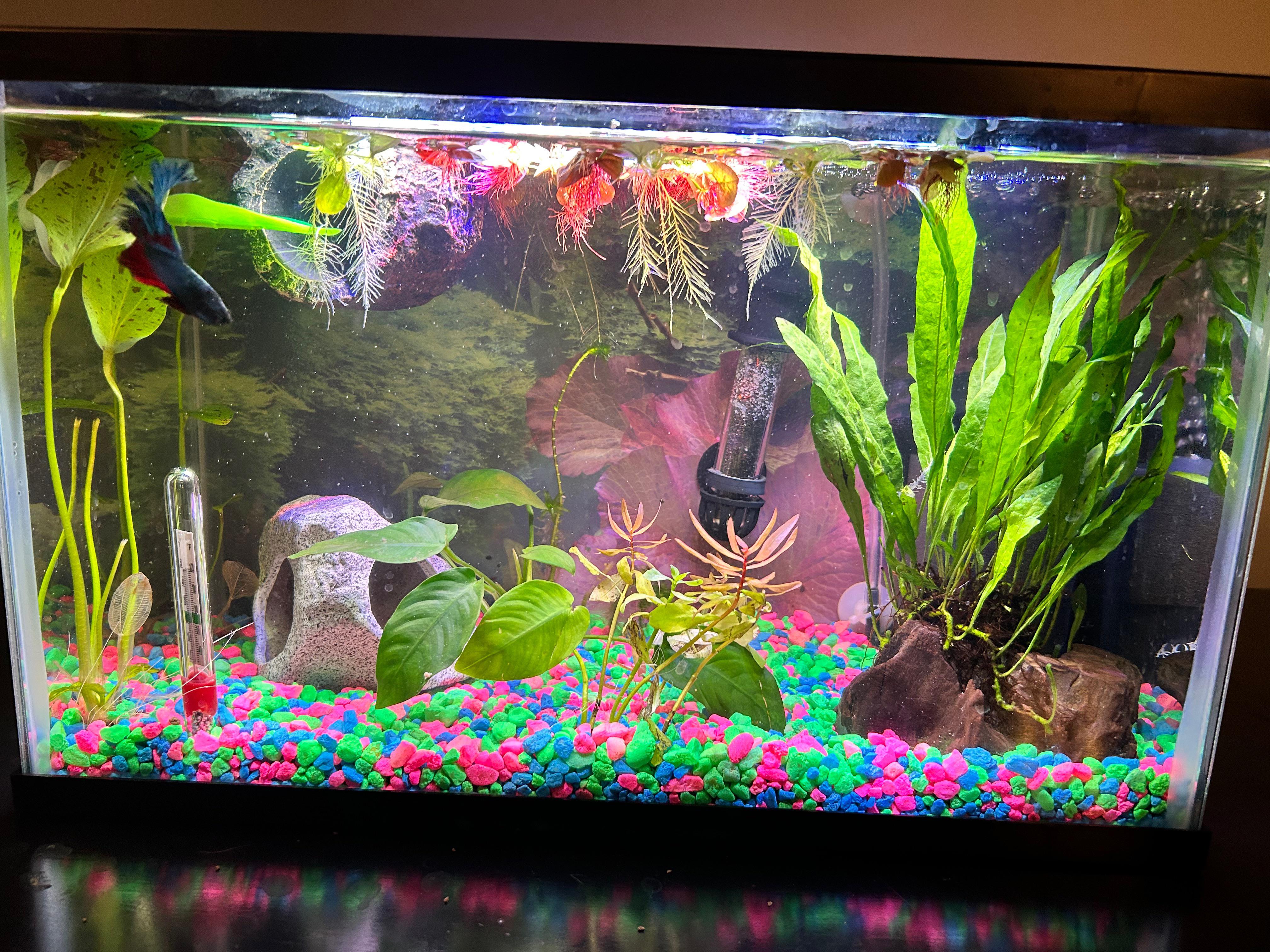 best substrate for betta fish