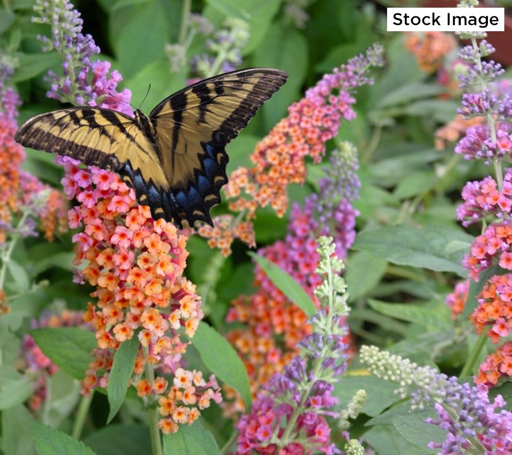 rainbow butterfly bush