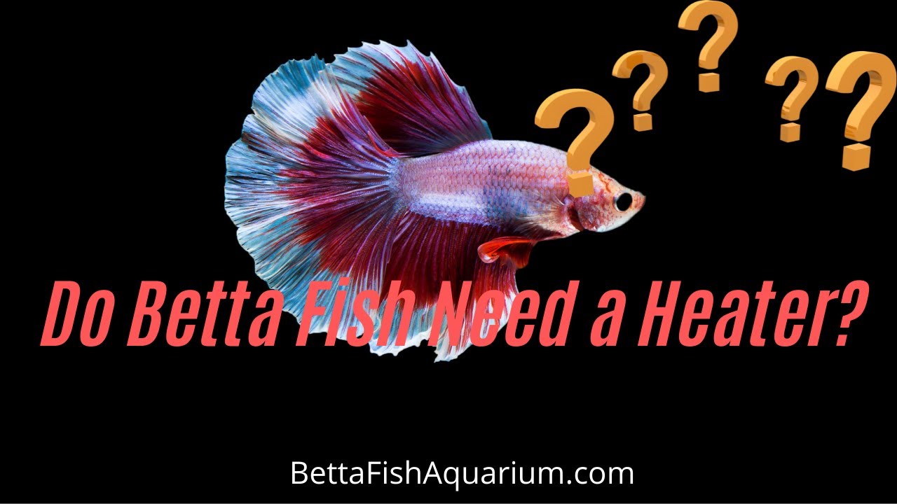 do i need a heater for a betta fish