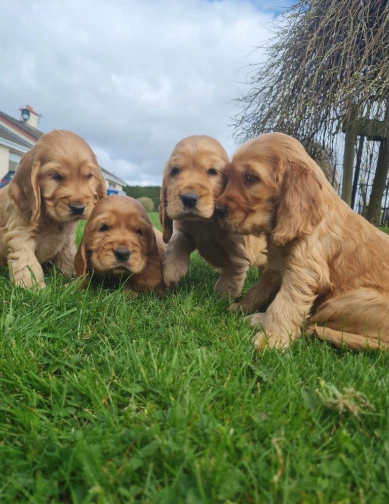 cocker spaniel puppies for sale scotland