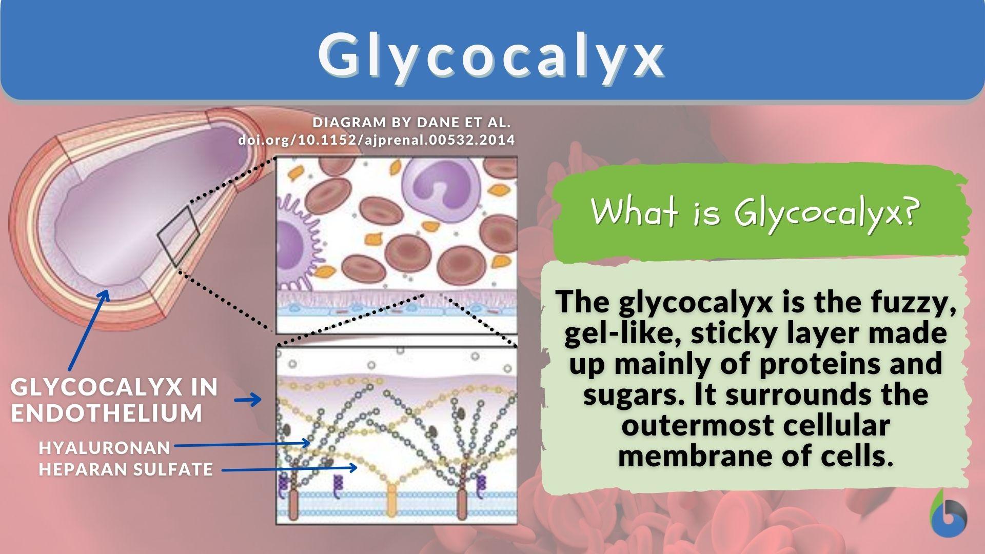 glycocalyx