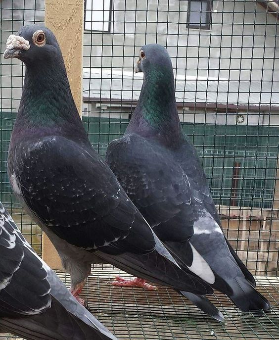 birds pigeons for sale