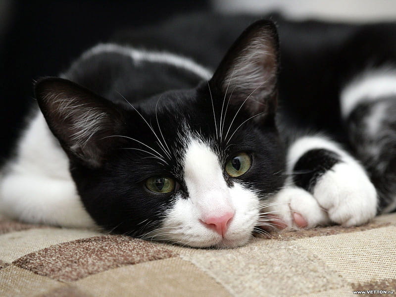 black and white cat wallpaper