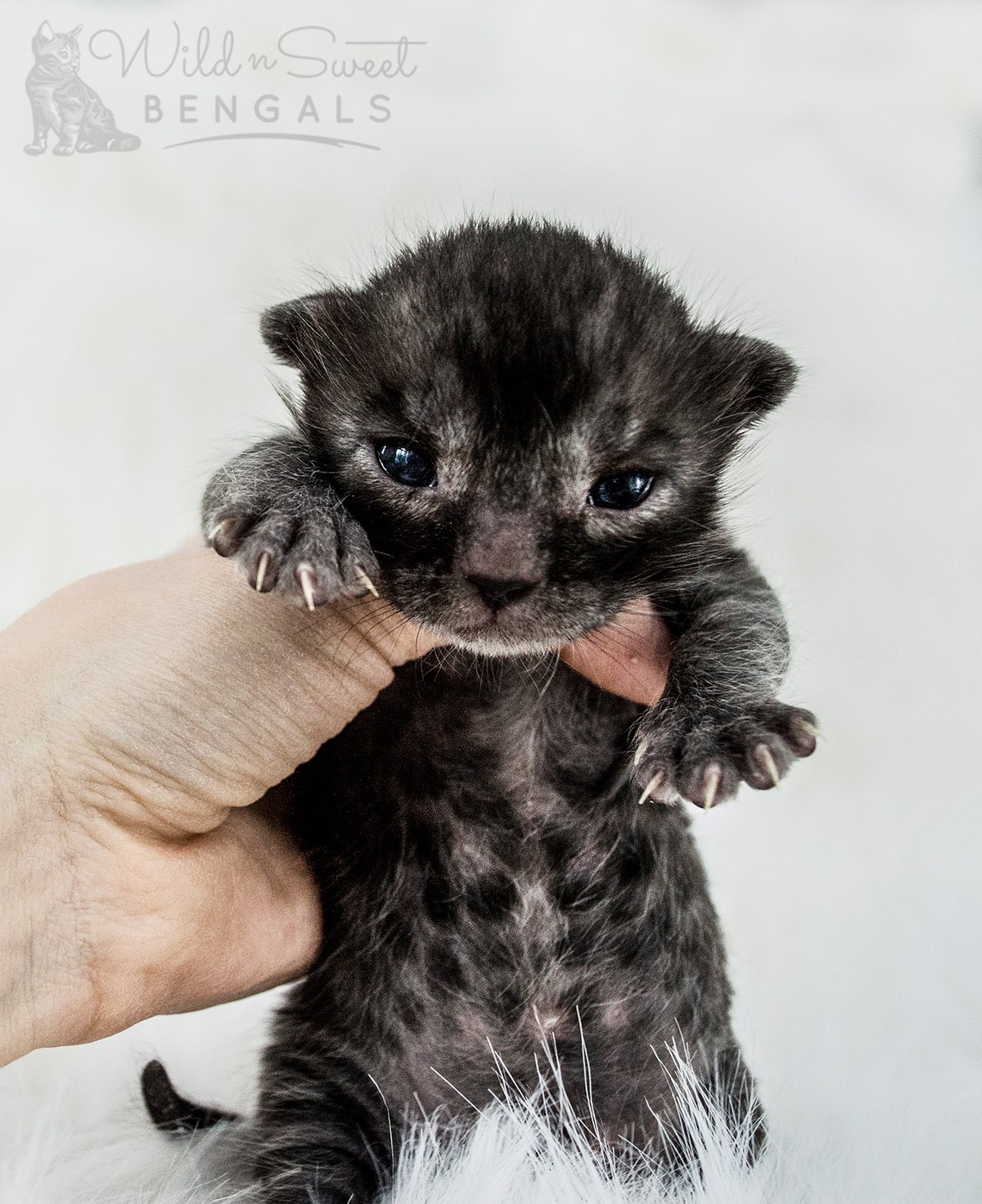 black bengal kittens for sale