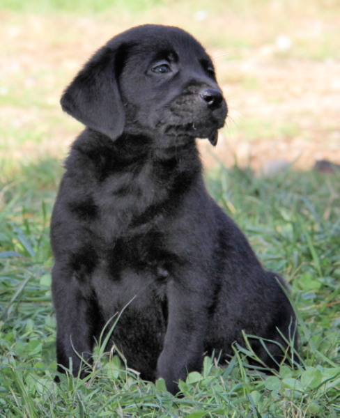 black lab puppies for sale