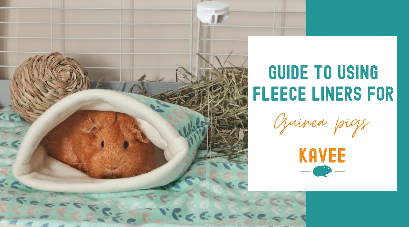 blankets for guinea pigs