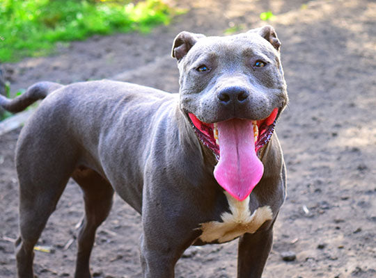 blue nose pitbull