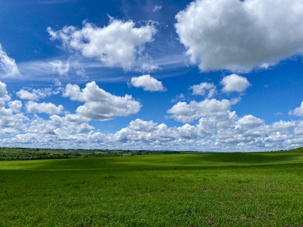 blue sky green grass background