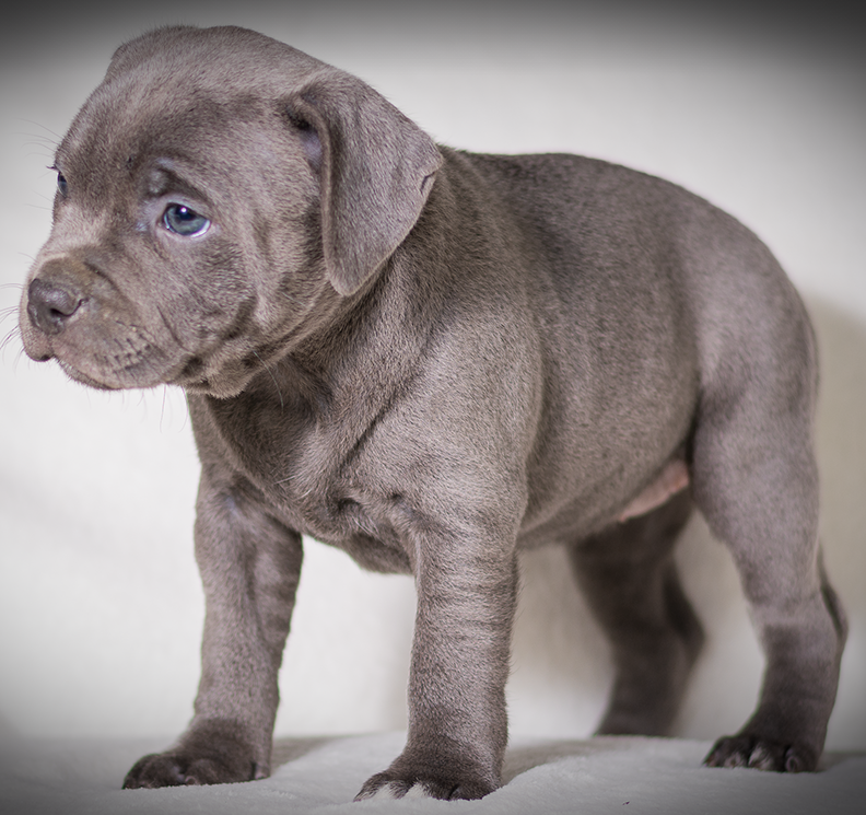 blue staffordshire bull terrier puppies for sale